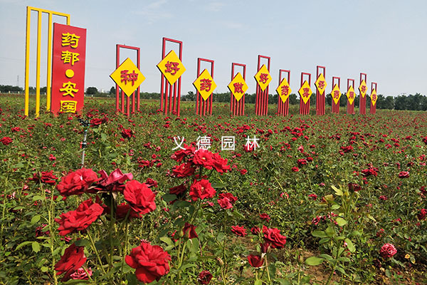 藥用植物綠化及花海項目設(shè)計施工